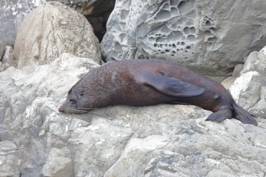 Neuseelaendischer Seebaer / Yeni Zelanda kürk mühürü / Arctocephalus forster