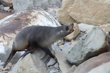 Neuseelaendischer Seebaer / Yeni Zelanda kürk mühürü / Arctocephalus forster