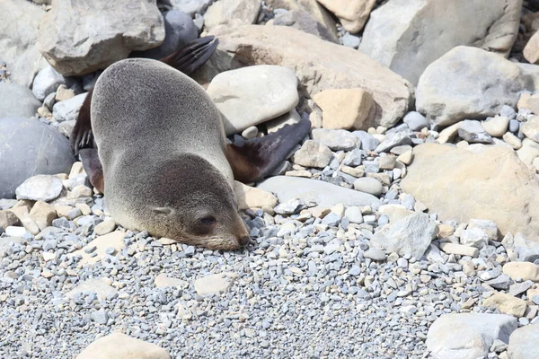 Neuseelaendischer Seebaer Sello Piel Nueva Zelanda Arctocephalus Forsteri — Foto de Stock