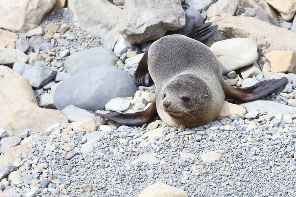 Neuseelaendischer Seebaer New Zealand Fur Seal Arctocephalus Forsteri — Stock Photo, Image