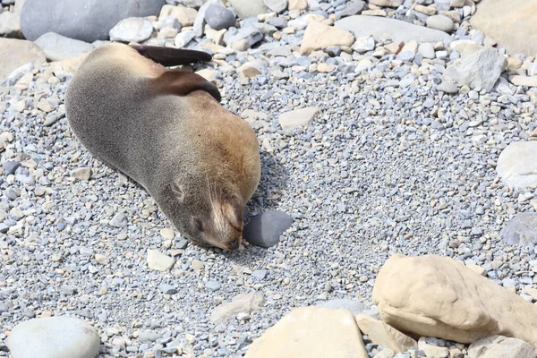 Neuseelaendischer Seebaer Yeni Zelanda Kürk Mühürü Arctocephalus Forster — Stok fotoğraf