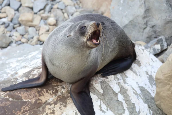 Neuseelaendischer Seebaer New Zealand Fur Seal Arctocephalus Forsteri — Stok Foto