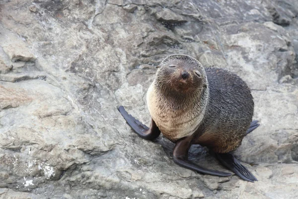 Neuseelaendischer Seebaer Selo Pele Nova Zelândia Arctocephalus Forsteri — Fotografia de Stock