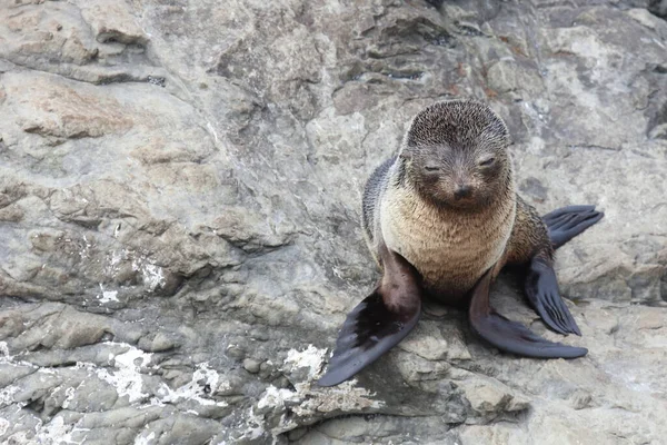 Neuseelaendischer Seebaer แลนด ลขนส Arctocephalus Forsteri — ภาพถ่ายสต็อก