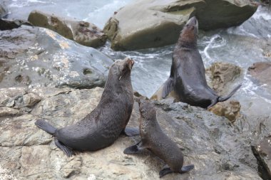 Neuseelaendischer Seebaer / Yeni Zelanda kürk mühürü / Arctocephalus forster