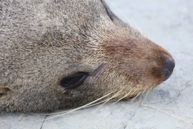 Neuseelaendischer Seebaer / Yeni Zelanda kürk mühürü / Arctocephalus forster