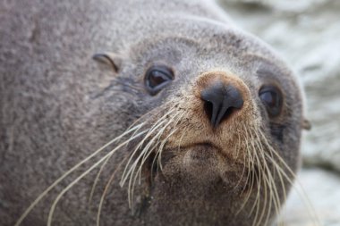 Neuseelaendischer Seebaer / Yeni Zelanda kürk mühürü / Arctocephalus forster