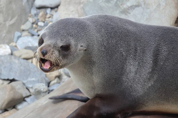 Neuseelaendischer Seebaer New Zealand Fur Seal Arctocephalus Forsteri — Stok Foto