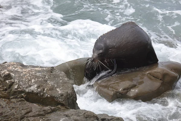 Neuseelaendischer Seebaer แลนด ลขนส Arctocephalus Forsteri — ภาพถ่ายสต็อก