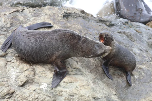 Neuseelaendischer Seebaer Otarie Fourrure Nouvelle Zélande Arctocephalus Forsteri — Photo