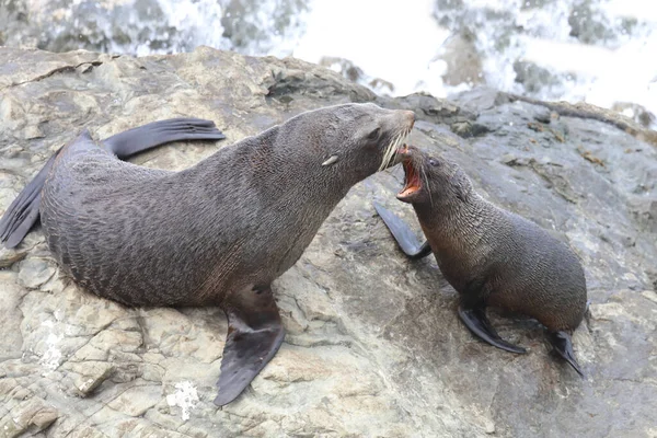 Newuseelaendischer Seebaer New Zealand Fur Seal Arctohead Forsteri — 图库照片