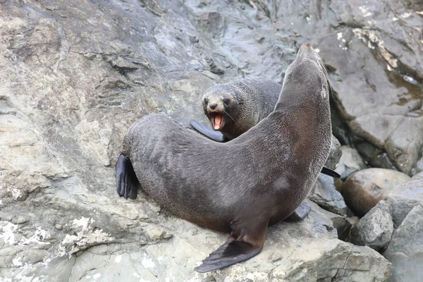 Neuseelaendischer Seebaer Nieuw Zeelandse Pelsrobben Arctocephalus Forsteri — Stockfoto