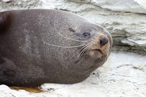 Neuseelaendischer Seebaer New Zealand Fur Seal Arctocephalus Forsteri — Stock Photo, Image