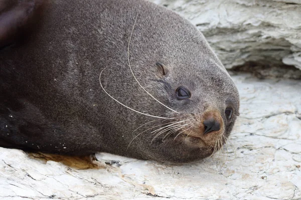 Neuseelaendischer Seebaer Otarie Fourrure Nouvelle Zélande Arctocephalus Forsteri — Photo