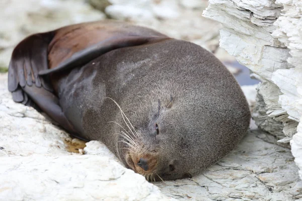 Neuseelaendischer Seebaer Nya Zeelands Pälssäl Arctocephalus Forsteri — Stockfoto