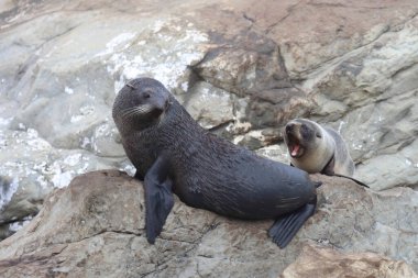 Neuseelaendischer Seebaer / Yeni Zelanda kürk mühürü / Arctocephalus forster