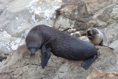 Neuseelaendischer Seebaer / Yeni Zelanda kürk mühürü / Arctocephalus forster