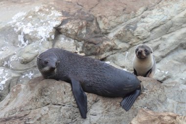 Neuseelaendischer Seebaer / Yeni Zelanda kürk mühürü / Arctocephalus forster