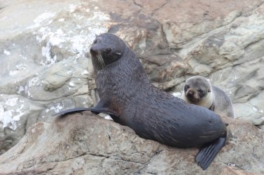 Neuseelaendischer Seebaer / Yeni Zelanda kürk mühürü / Arctocephalus forster