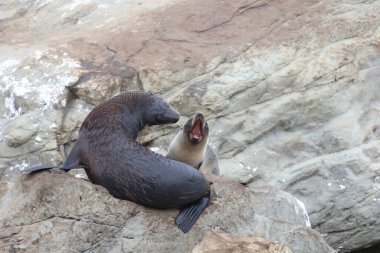 Neuseelaendischer Seebaer / Yeni Zelanda kürk mühürü / Arctocephalus forster