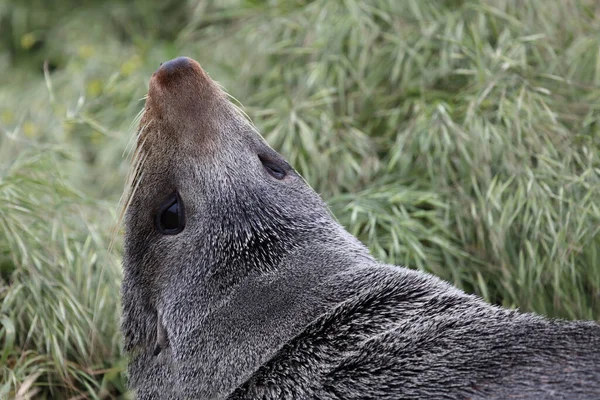 Neuseelaendischer Seebaer Σφραγίδα Γούνας Νέας Ζηλανδίας Arctocephalus Forsteri — Φωτογραφία Αρχείου