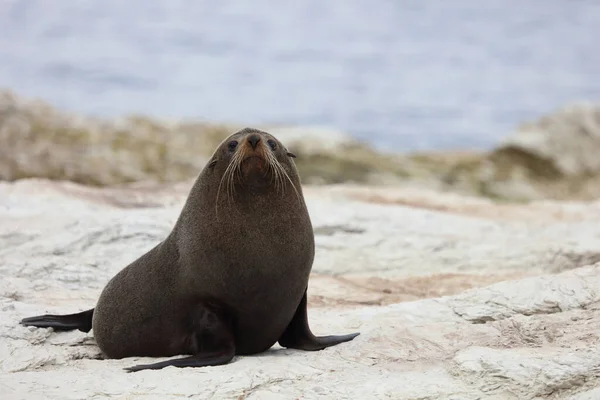 Neuseelaendischer Seebaer New Zealand Fur Seal Arctocephalus Forsteri — Stock Photo, Image