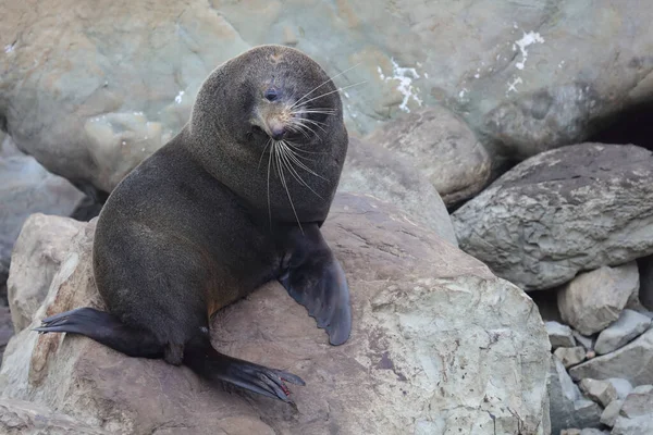 Neuseelaendischer Seebaer Selo Pele Nova Zelândia Arctocephalus Forsteri — Fotografia de Stock