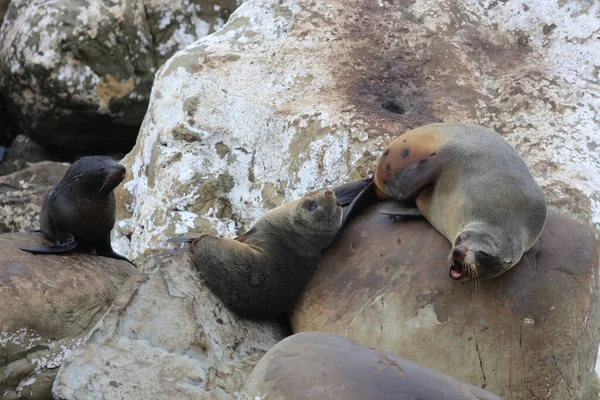 Neuseelaendischer Seebaer Sello Piel Nueva Zelanda Arctocephalus Forsteri —  Fotos de Stock