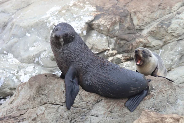 Neuseelaendischer Seebaer Nieuw Zeelandse Pelsrobben Arctocephalus Forsteri — Stockfoto