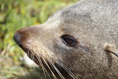 Neuseelaendischer Seebaer / Yeni Zelanda kürk mühürü / Arctocephalus forster