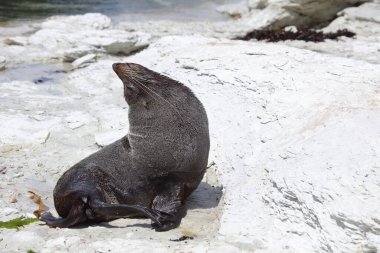 Neuseelaendischer Seebaer / Yeni Zelanda kürk mühürü / Arctocephalus forster