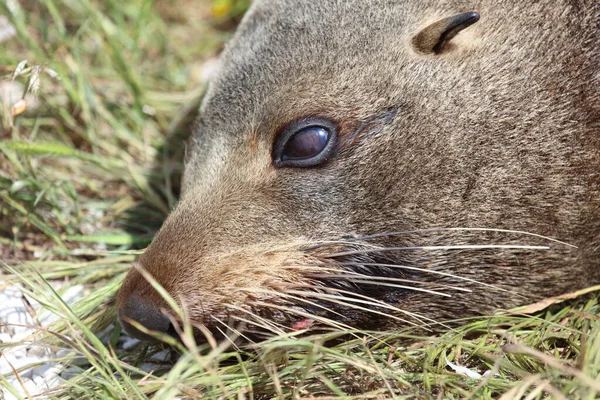 Neuseelaendischer Seebaer Nieuw Zeelandse Pelsrobben Arctocephalus Forsteri — Stockfoto