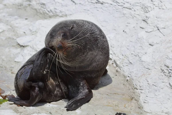 Neuseelaendischer Seebaer Yeni Zelanda Kürk Mühürü Arctocephalus Forster — Stok fotoğraf