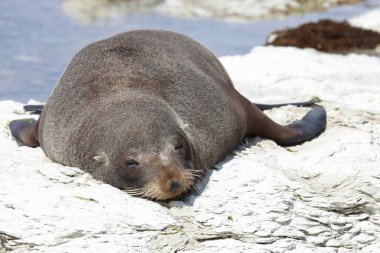 Neuseelaendischer Seebaer / Yeni Zelanda kürk mühürü / Arctocephalus forster