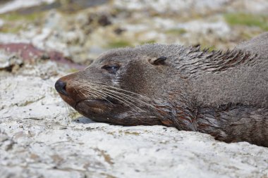 Neuseelaendischer Seebaer / Yeni Zelanda kürk mühürü / Arctocephalus forster
