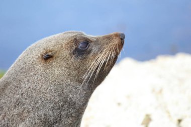 Neuseelaendischer Seebaer / Yeni Zelanda kürk mühürü / Arctocephalus forster