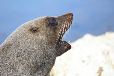 Neuseelaendischer Seebaer / Yeni Zelanda kürk mühürü / Arctocephalus forster