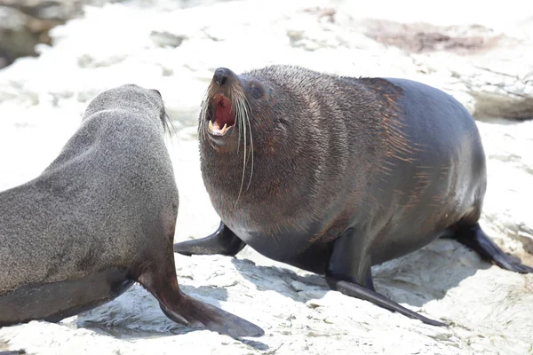 Neuseelaendischer Seebaer Nieuw Zeelandse Pelsrobben Arctocephalus Forsteri — Stockfoto