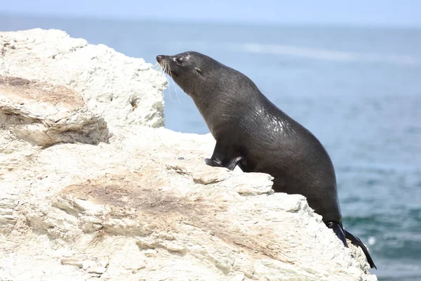 Neuseelaendischer Seebaer New Zealand Fur Seal Arctocephalus Forsteri — Stock Photo, Image