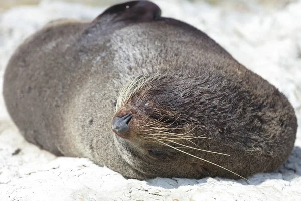 Neuseelaendischer Seebaer Pieczęć Futra Nowozelandzkiego Arctocephalus Forsteri — Zdjęcie stockowe