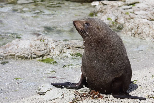 Neuseelaendischer Seebaer Nuova Zelanda Fur Seal Arctocephalus Forsteri — Foto Stock