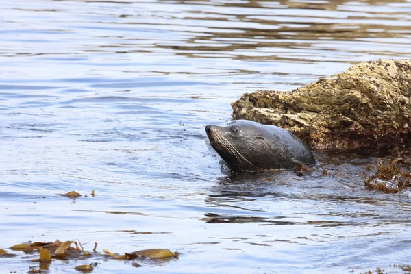 Neuseelaendischer Seebaer Pieczęć Futra Nowozelandzkiego Arctocephalus Forsteri — Zdjęcie stockowe