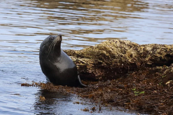 Neuseelaendischer Seebaer Pieczęć Futra Nowozelandzkiego Arctocephalus Forsteri — Zdjęcie stockowe