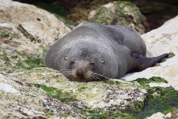 Neuseelaendischer Seebaer Pieczęć Futra Nowozelandzkiego Arctocephalus Forsteri — Zdjęcie stockowe