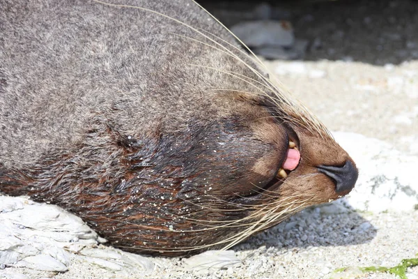 Neuseelaendischer Seebaer Pieczęć Futra Nowozelandzkiego Arctocephalus Forsteri — Zdjęcie stockowe