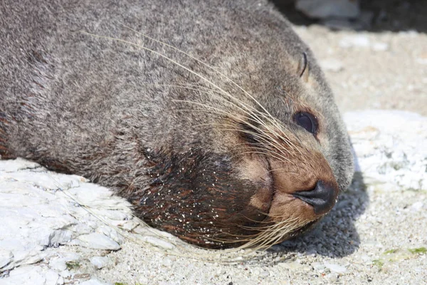 Neuseelaendischer Seebaer Pieczęć Futra Nowozelandzkiego Arctocephalus Forsteri — Zdjęcie stockowe