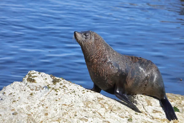 Neuseelaendischer Seebaer Pieczęć Futra Nowozelandzkiego Arctocephalus Forsteri — Zdjęcie stockowe