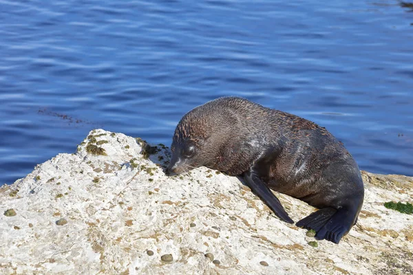 Neuseelaendischer Seebaer Pieczęć Futra Nowozelandzkiego Arctocephalus Forsteri — Zdjęcie stockowe