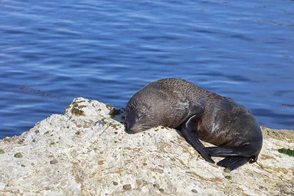 Neuseelaendischer Seebaer Yeni Zelanda Kürk Mühürü Arctocephalus Forster — Stok fotoğraf