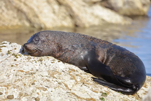 Neuseelaendischer Seebaer Nuova Zelanda Fur Seal Arctocephalus Forsteri — Foto Stock